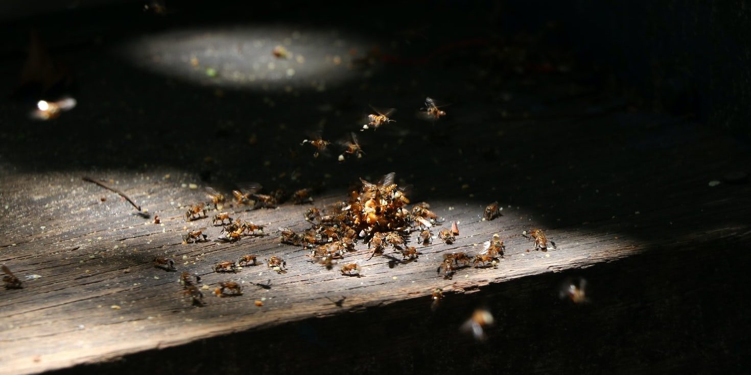 termite