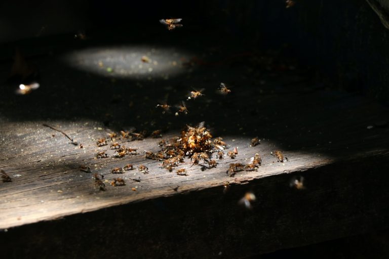 termite